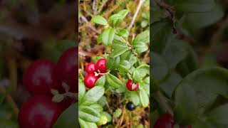 Vaccinium vitisidaea  the lingonberry partridgeberry mountain cranberry or cowberry PUOLUKKA 🇫🇮 [upl. by Acnoib]