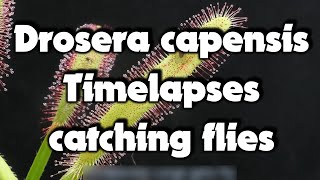 Carnivorous plant Drosera capensis Timelapses pt16 [upl. by Elamor]