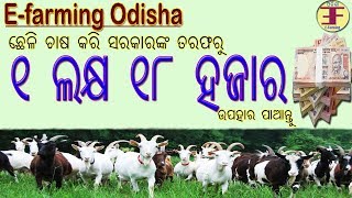 Goat Farming in Odisha part3 NMPS Scheme [upl. by Mrots]