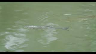 Hecht und Döbel im Bodensee pike Squalius cephalus Esox lucius in Lake Constance fish [upl. by Granville]