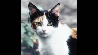 calicos I have a calico cat [upl. by Ilzel]