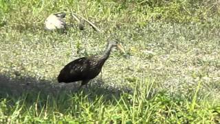 Limpkin Crying for a Mate [upl. by Ayikaz564]