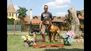 TOSA INU amp MEGBÍZHATÓ TENYÉSZTŐK Heck Gyula Ordasi Dunaőrző Tosa Inu Kennel [upl. by Sherye2]