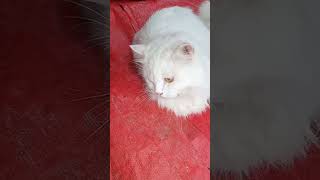 Hislerim music bass remix dubstep cat trending cuteanimal viralvideo viralmusiccat [upl. by Asseneg22]