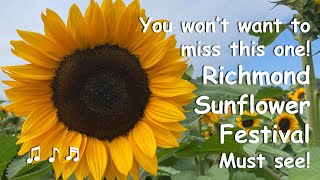 Richmond Sunflower Festival Stunning Fields amp Live Music [upl. by Airehtfele]