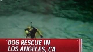 Dog rescue in Los Angeles California MSNBC Tamron Hall amp David Shuster [upl. by Spaulding]