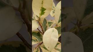 Variegated Ficus Plant Repotting ficusplant plants repotting youtubeshorts [upl. by Meerak]