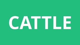 How To Pronounce Cattle  Pronunciation Academy [upl. by Eirok879]