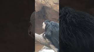 white faced saki monkey Kansas City Zoo [upl. by Bourke39]