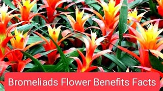 Bromeliads Flowers Benefits [upl. by Mikkel]