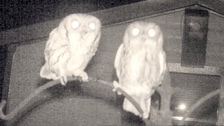 Amazing Screech Owl Mating Calls and Sounds [upl. by Androw182]