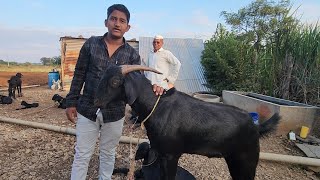 Osmanabadi Goat Farming Osmanabad  Master Usman Goat Farm [upl. by Yennor]