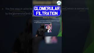 Glomerular Filtration  shorts zoology Glomerular biology neet2025preparation neet2025 [upl. by Fayre]