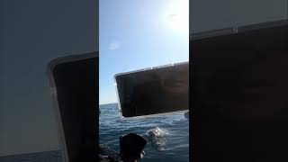 Kayaker has close encounter with shark hunting a seal shorts [upl. by Jaynell]