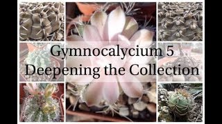 Gymnocalycium 5  Deepening the Collection Cactus Series 6 [upl. by Aneeras]