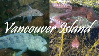 Species you will see diving off Vancouver Island BC Canada [upl. by Montagu]