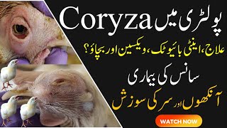 Infectious coryza disease In Poultry  CORYZA in Chickens Signs Symptoms and Clearing the eye [upl. by Hau504]