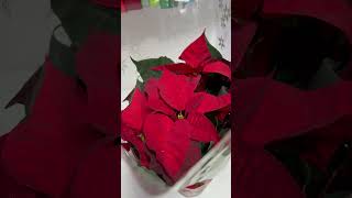 PoinsettiaPoinsettiaChristmasStarFestivePlantsSeasonalDecorHomeDecorIdeasChristmasSymbol [upl. by Piane]