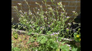 Harvesting Radish Seeds For Growing Microgreens [upl. by Eninotna]