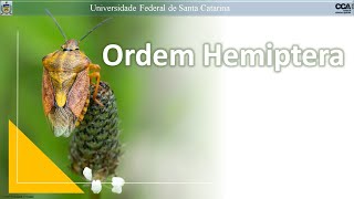 Hemiptera Subordem Heteroptera [upl. by Nessim]