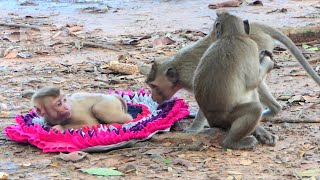 Worthless Abandoned monkey Sovana got scary when wild monkeys come closer amp want to friend with her [upl. by Sirk969]