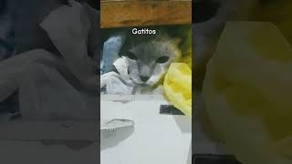 Eu tenho um gatito que era ético peletico Peliquiquecos [upl. by Elana]