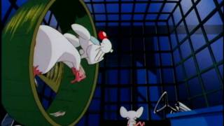 Pinky and The Brain Intro [upl. by Arenat]