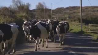 Kieran and Catherine O’Sullivan Quality Milk Awards winners [upl. by Gesner467]