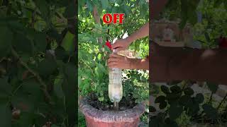 DIY simple garden drip irrigation system at home shorts [upl. by Jablon650]