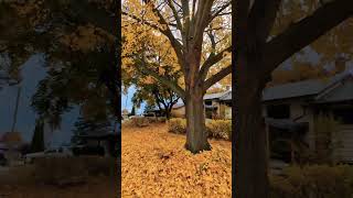 Fall Vibes  Oshawa  ONCanada🇨🇦 ViralVideo viral highlights following torontocanada everyone [upl. by Robma]