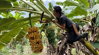 Harvest Bananas Make banana cakes to sell at the market  king kong amazon  vang hoa [upl. by Huai812]