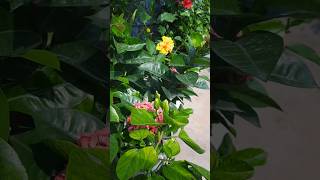 Beautiful plants views  garden hibiscus ixora hibiscus ixoraflowers garden [upl. by Jenna]