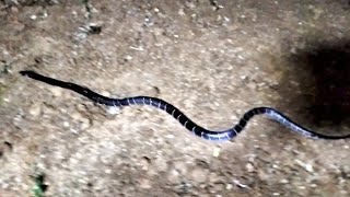 common krait snake in the world [upl. by Tavish551]