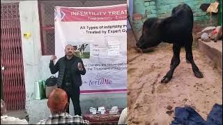 Infertility in Cattle  treatment Camp  Anestrus  Repeat breeding in cow and buffalo jammu vet [upl. by Delija803]