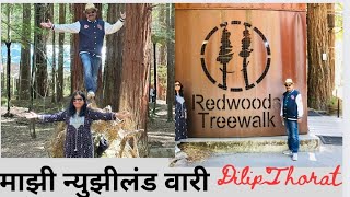 Red Wood Treewalk in New Zealand Haushi kalavant DilipThoratमाझी न्युझीलंड वारी [upl. by Onileba]