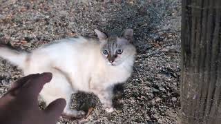 A white stray cat that wants to be near but hates being touched [upl. by Enitsirhk]