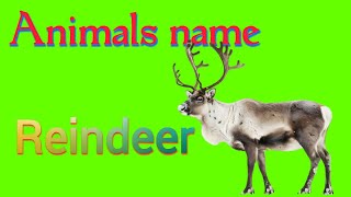 Reindeer ko hindi mein kya bolate hain  Reindeer meaning in hindi  Reindeer  बारहसिंगा  Spelling [upl. by Settera752]