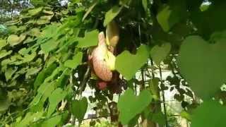 Aristolochia Gigantea [upl. by Bonn455]