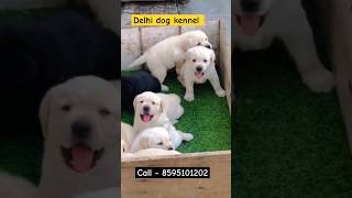 Heavy bone Labrador puppy  world famous puppy  show quality Labrador in delhi [upl. by Cimbura]