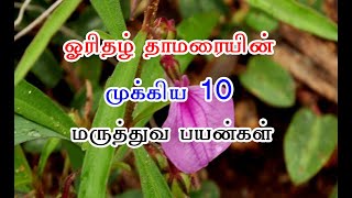 ஓரிதழ் தாமரையின் முக்கிய 10 மருத்துவ பயன்கள்  Orithal Thamarai benefits In Tamil [upl. by Lamphere]