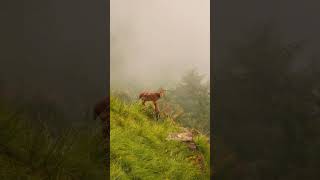 Barking deer found on Camels back Nainital Uttarakhand wildlife youtube shorts [upl. by Nylannej]