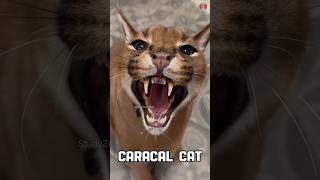 Interesting Facts About Caracal Cat  Caracal Cat Attack shorts animals [upl. by Sarine99]