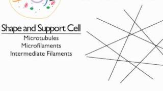 Cytoskeleton [upl. by Artemahs971]