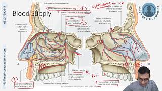 Neurovasculature of Nasal Cavity [upl. by Marion]