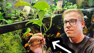 How to Pothos Plant in Your Aquarium [upl. by Eizzik]