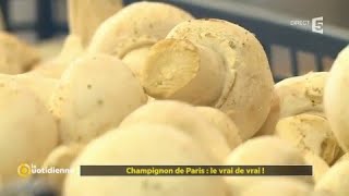 Champignon de Paris  le vrai de vrai [upl. by Lemmuela]