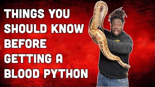 THINGS YOU SHOULD KNOW BEFORE GETTING A BLOOD PYTHON [upl. by Hertz]