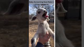 Baby Screaming Goat this goat is a screamer [upl. by Loise]