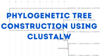 Phylogenetic tree construction using CLUSTALW [upl. by Lenssen]