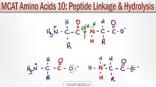 Amino Acid Peptide Linkage and Hydrolysis Reactions [upl. by Mcculloch350]